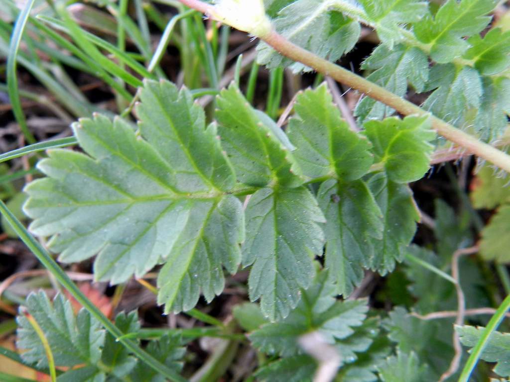 Erodium moschatum